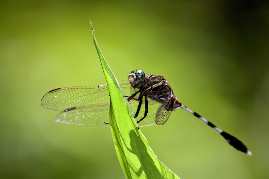 Dragonfly On Green Leaf With Shadow Photograph by Athul Krishnan (www.athul.in)