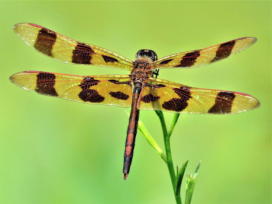 Dragonfly on Green  Photograph by Lori Frisch