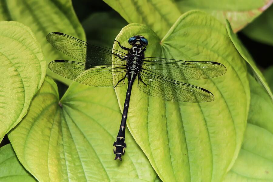 Dragonfly On Heart-shaped Leaves Photograph