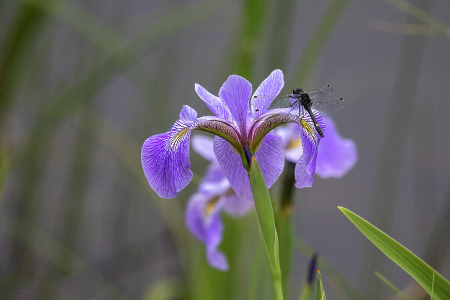 Dragonfly on Iris Photograph by Penny Meyers
