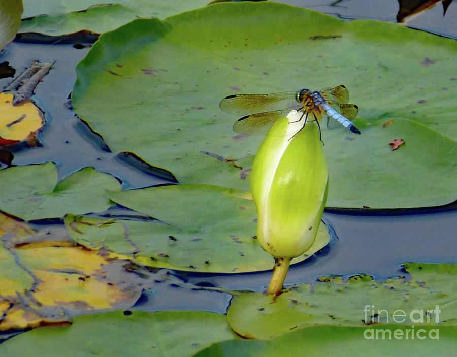Dragonfly on Liliy Bud by PJ Boylan Dragonfly on Liliy Bud by PJ Boylan
