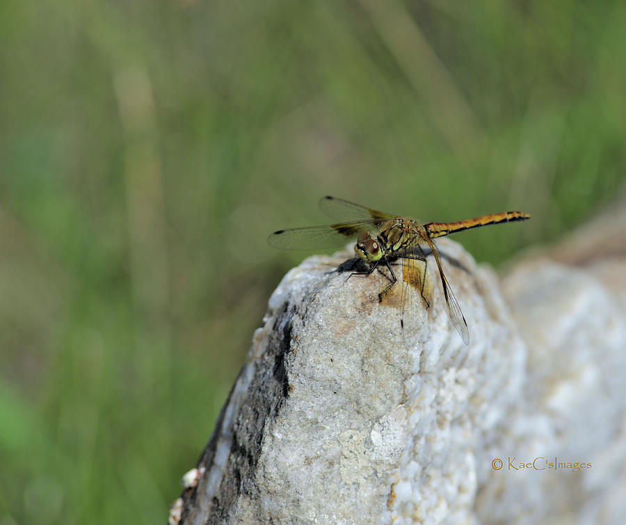 Dragonfly on Rock Photograph by Kae Cheatham