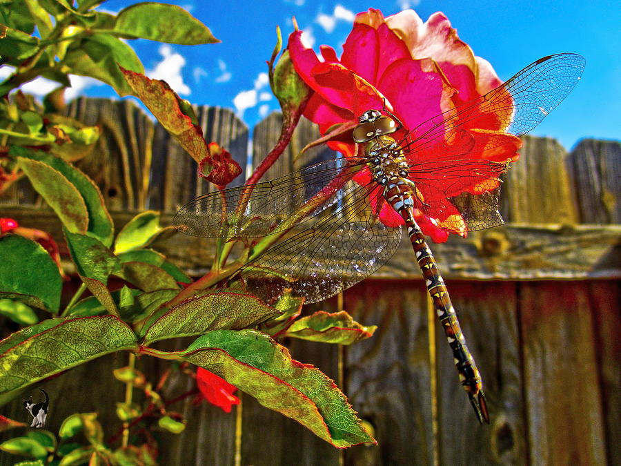 Dragonfly On Rose Photograph by Joyce Dickens