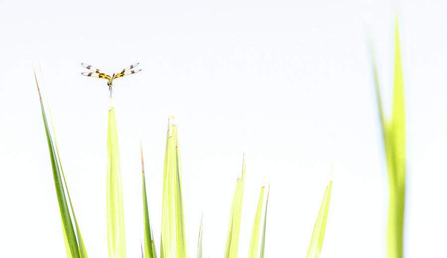 Dragonfly On Top Of Plant Frond Digital Art by Laura Diez
