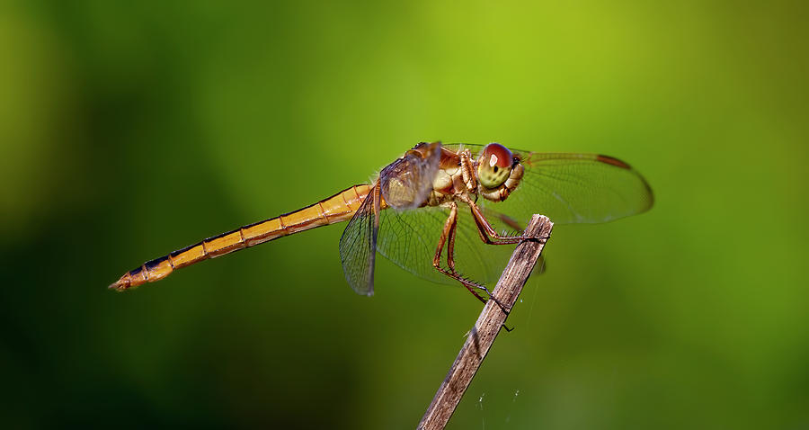 Dragonfly Panorama Photograph by Mark Andrew Thomas
