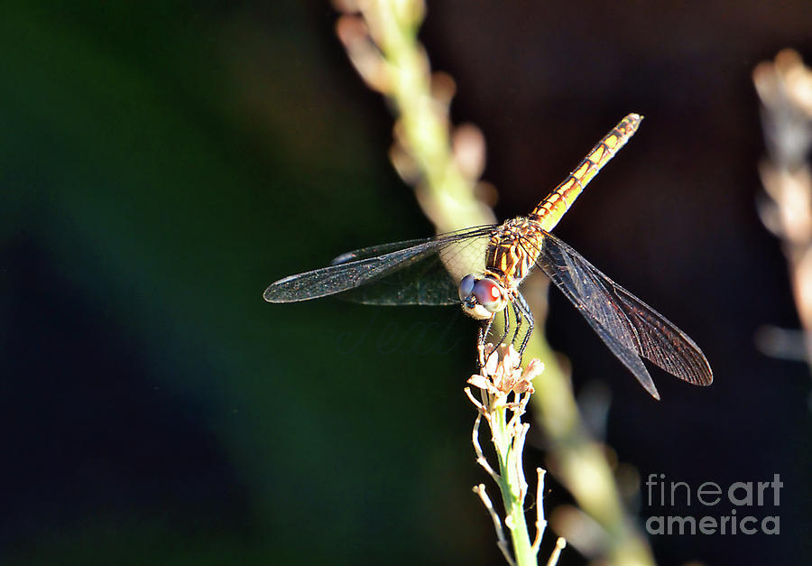 Dragonfly Perch in HDR Photograph by Debby Pueschel