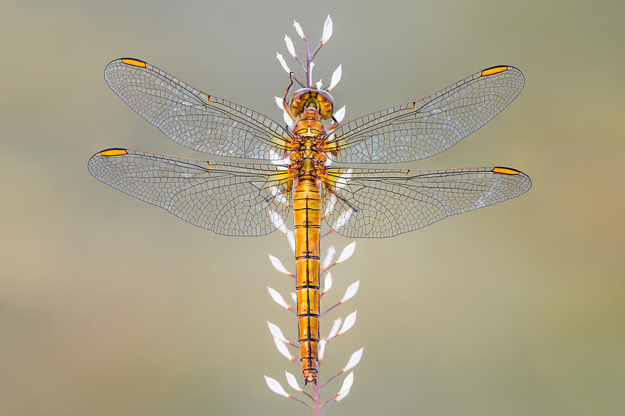 Macro Photograph - Dragonfly by Petar Sabol