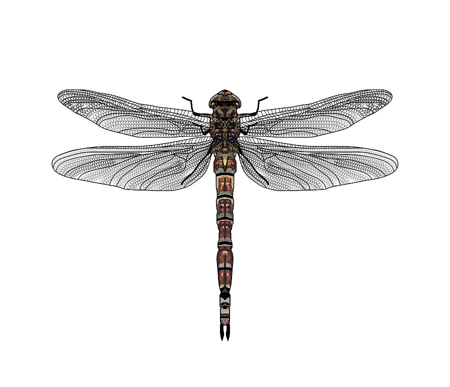 Dragonfly Plan View Drawing by Joan Stratton