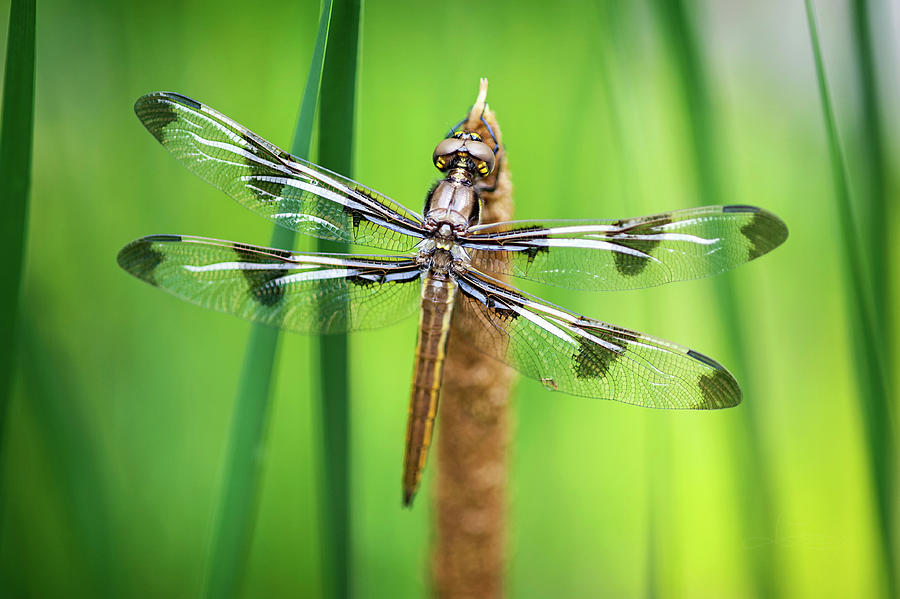 Dragonfly Pond Photograph