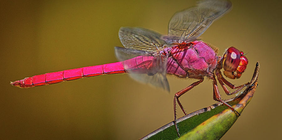 Dragonfly poses Photograph by Diana Rothgeb | Fine Art America