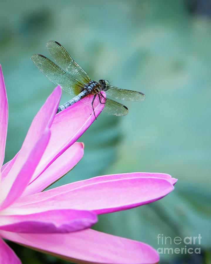 Dragonfly Resting On a Pink Petal Photograph by Sabrina L Ryan