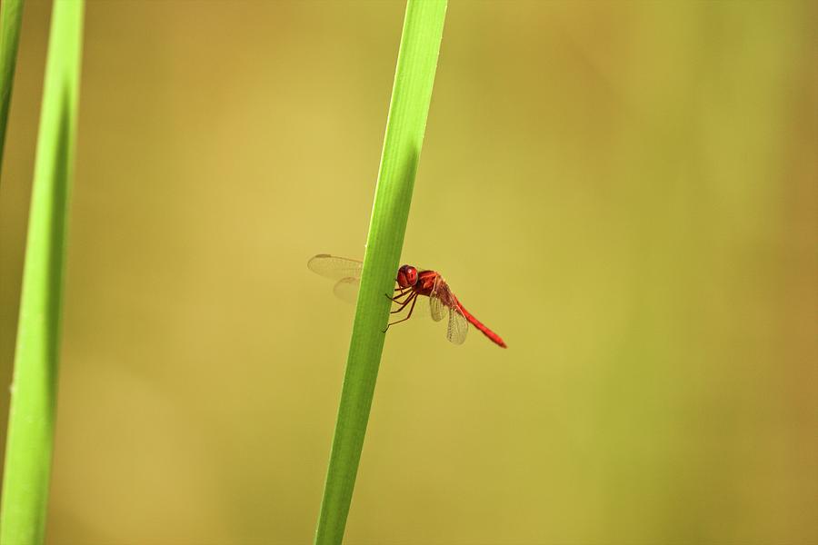 Wildlife Digital Art - Dragonfly, Satpura National Park, Madhya Pradesh India by David Fettes