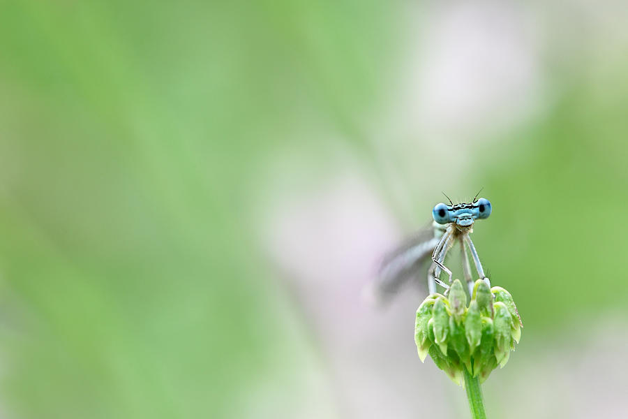 Dragonfly Photograph by Savushkin