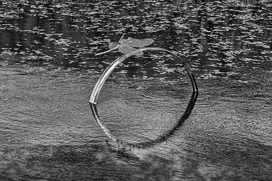 Dragonfly Sculpture Monochrome Photograph by Steve Purnell