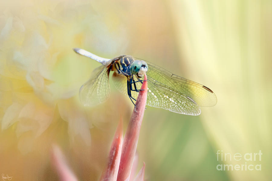 Dragonfly Smiling Photograph by Peggy Franz
