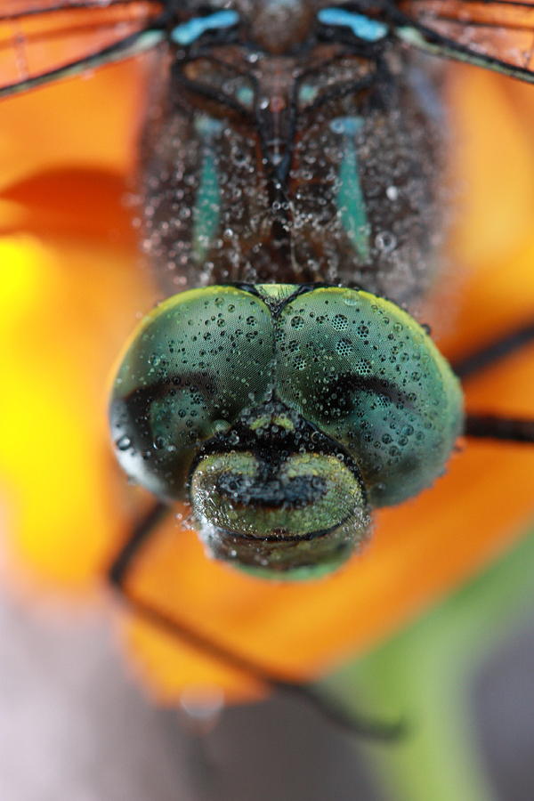 Dragonfly Photograph - Dragonfly Smiling with Water Droplets by Deborah Kinisky Dragonfly Photograph - Dragonfly Smiling with Water Droplets by Deborah Kinisky