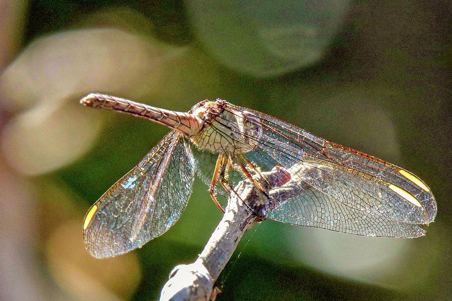 Dragonfly Photograph by Susan Rydberg