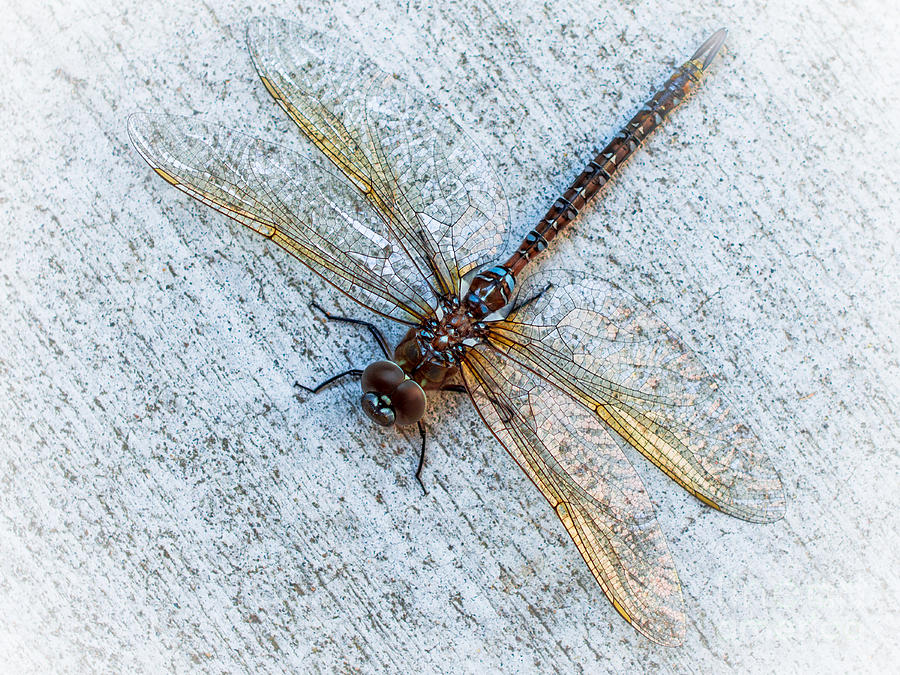 Dragonfly Time by Stan Townsend Dragonfly Time by Stan Townsend