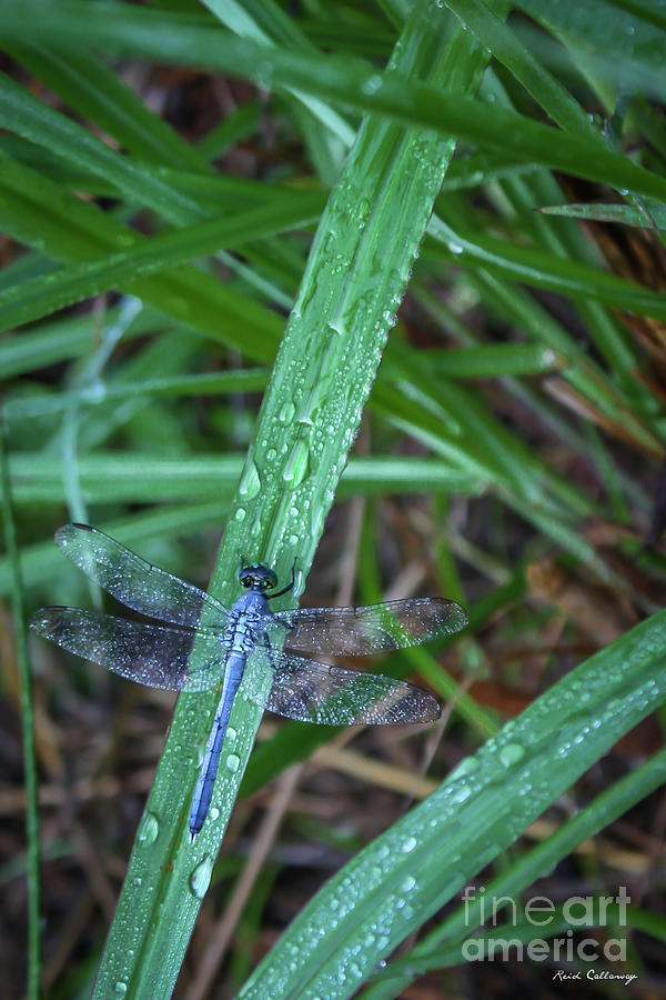 Dragonfly Wet Walker Morning Dew Georgia Farm Art Photograph by Reid Callaway