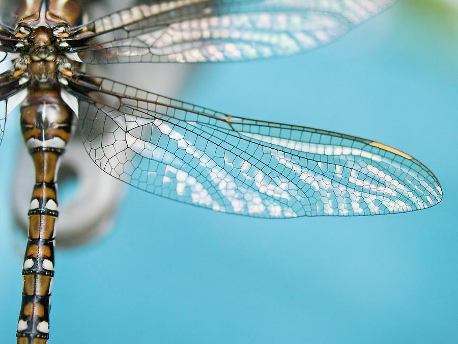 Dragonfly Wing Photograph by Laszlo Podor