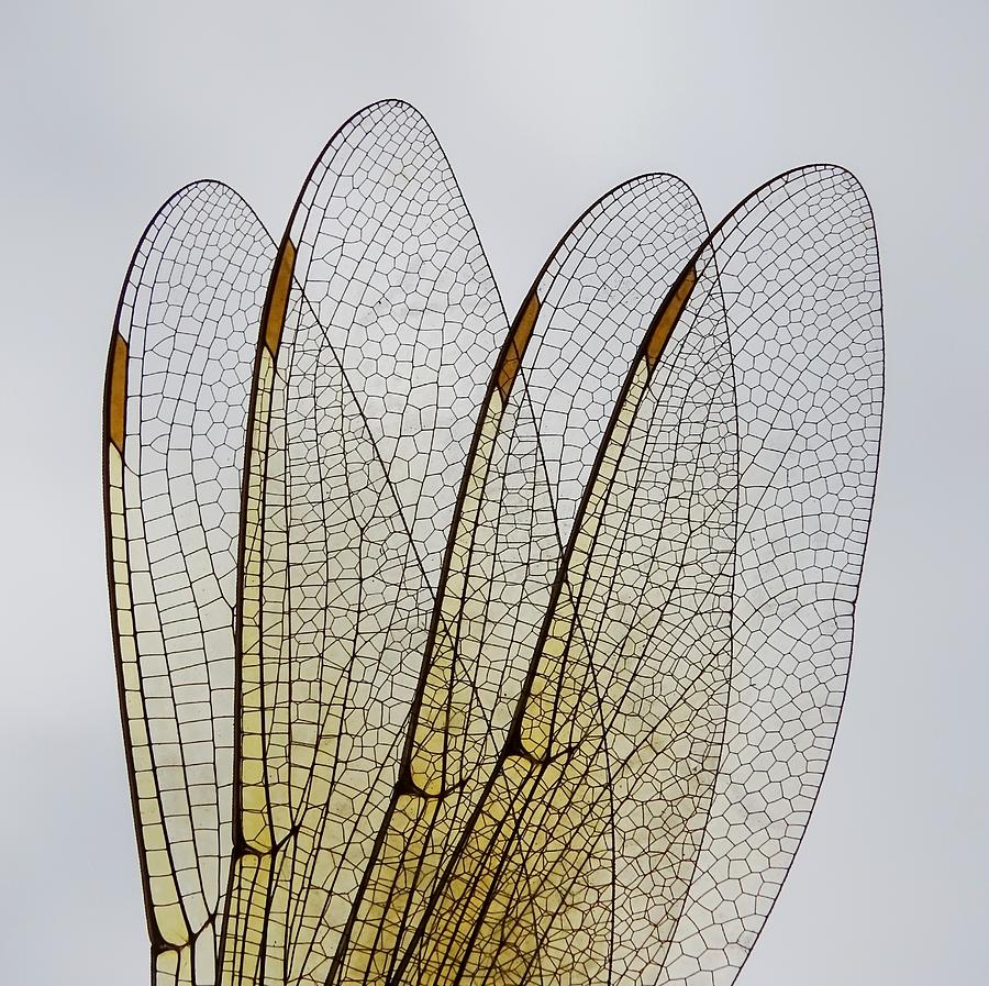 Dragonfly Wings Photograph by Ivan Lesica