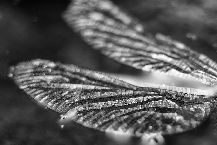 Dragonfly Wings on a Pond by Keith Dotson Dragonfly Wings on a Pond by Keith Dotson