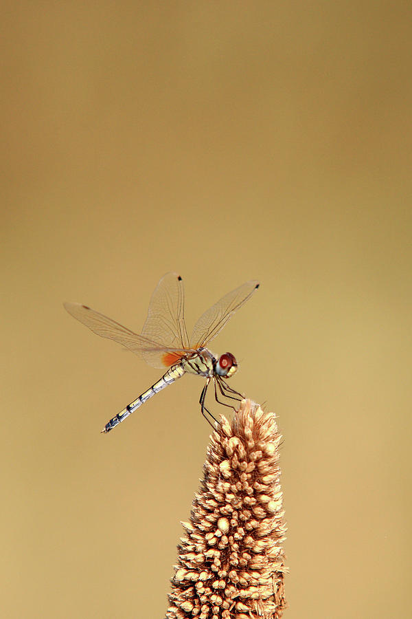 Dragonfly Photograph by Yasir Nisar