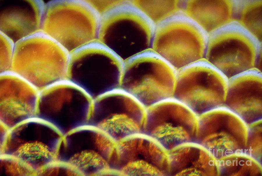 Compound Eyes Photograph - Dragonflys Compound Eye by John Walsh/science Photo Library