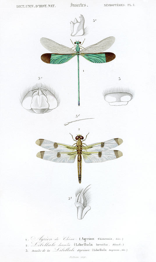 Dragonflys,historic Scientific Digital Art by Goldhafen