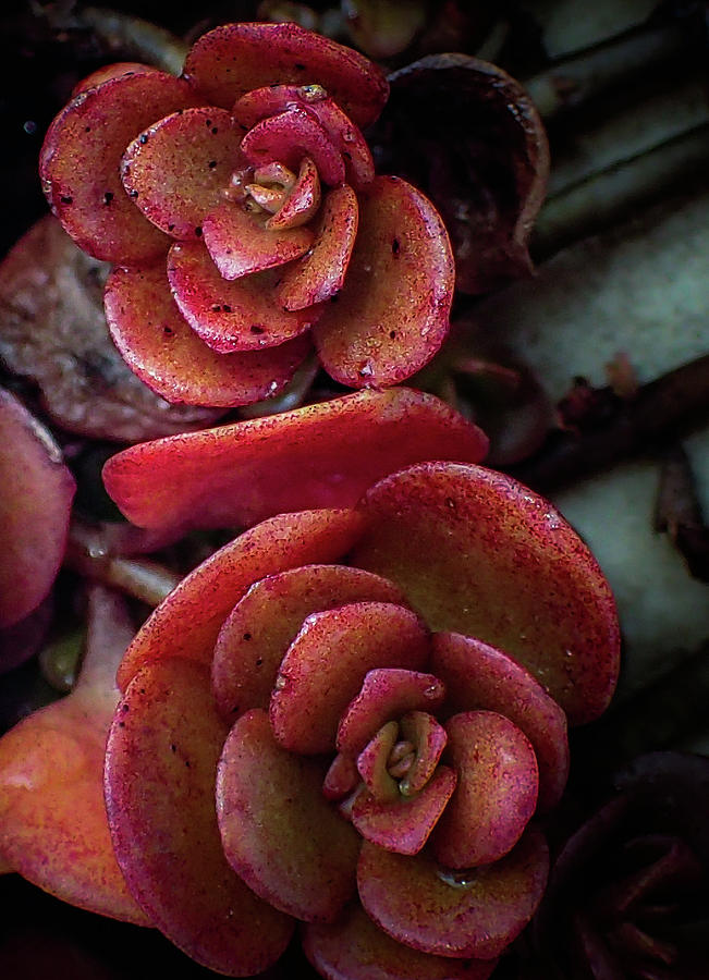 Dragons Blood Stonecrop Photograph By Greg And Chrystal Mimbs