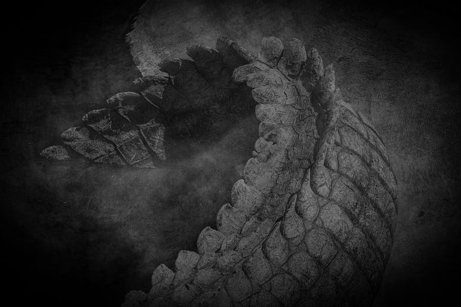 Dragon\'s Do Exist Photograph by C. Ray Roth - Fine Art America