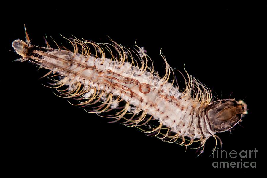 Drain Fly Larva Photograph by Gerd Guenther/science Photo Library