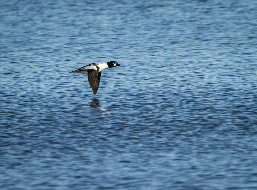 Drake Goldeneye In Flight 2013-1 Photograph by Thomas Young