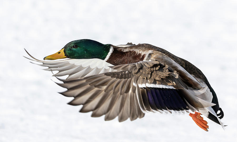 Drake Mallard 2019-6 by Thomas Young Drake Mallard 2019-6 by Thomas Young