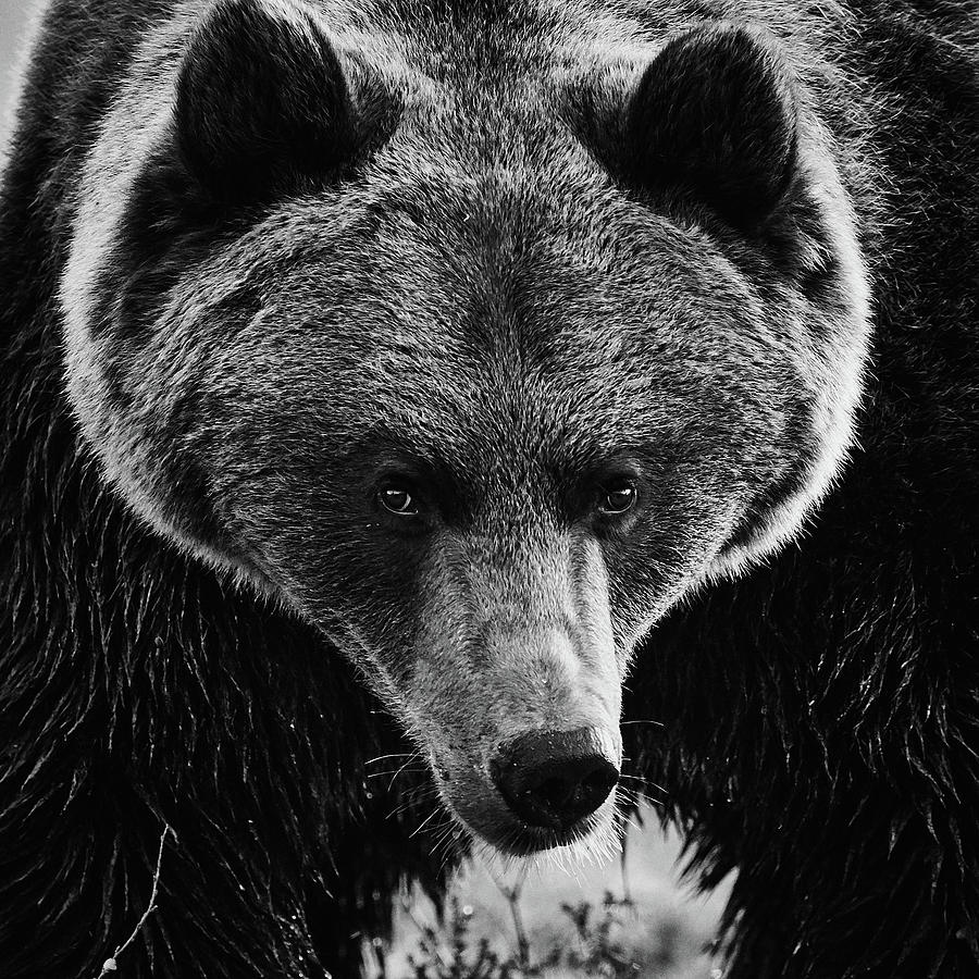 Drama king. Brown Bear in bw Photograph by Jouko Lehto - Pixels