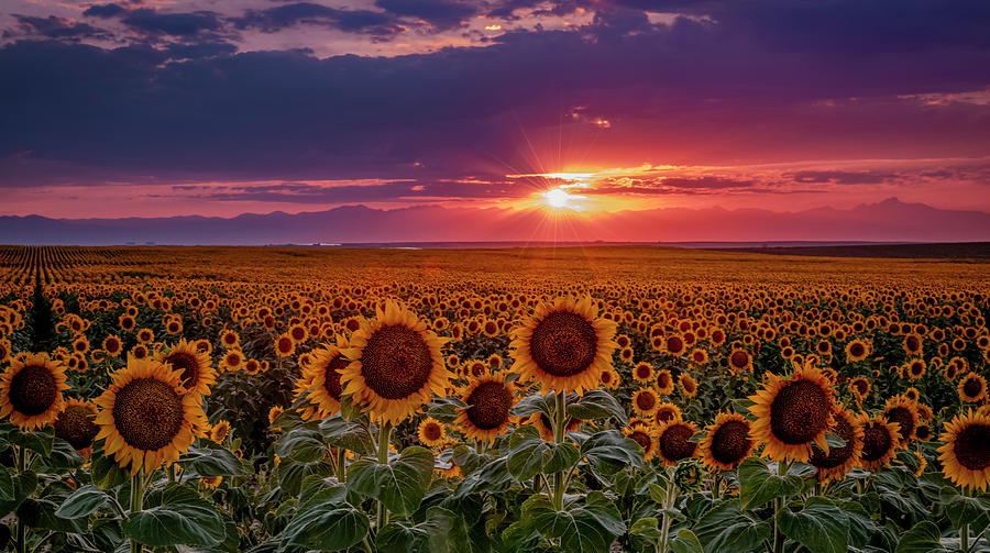 Dramatic Colorful Colorado Sunflower Sunset Photograph by Teri Virbickis