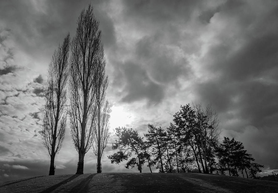 Dramatic Fall Trees by Dave Matchett Dramatic Fall Trees by Dave Matchett