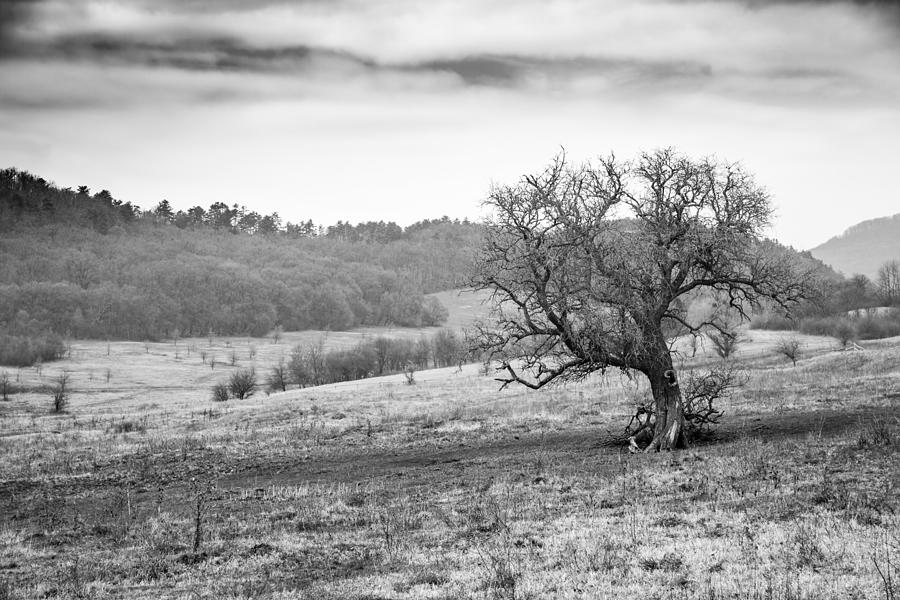 Nature Photograph - Dramatic Field Landscape, Tree by Levente Bodo