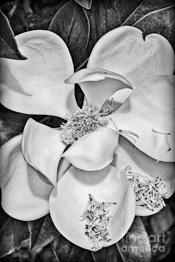 Magnolia Movie Photograph - Dramatic Magnolia in Black and White by Carol Groenen