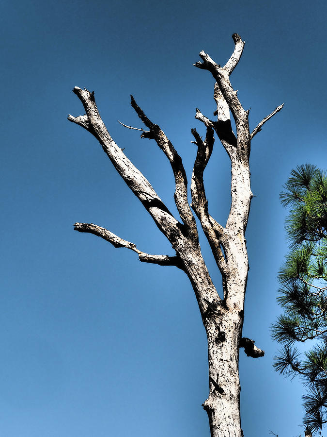 Dramatic Naked Tree Photograph by James C Richardson