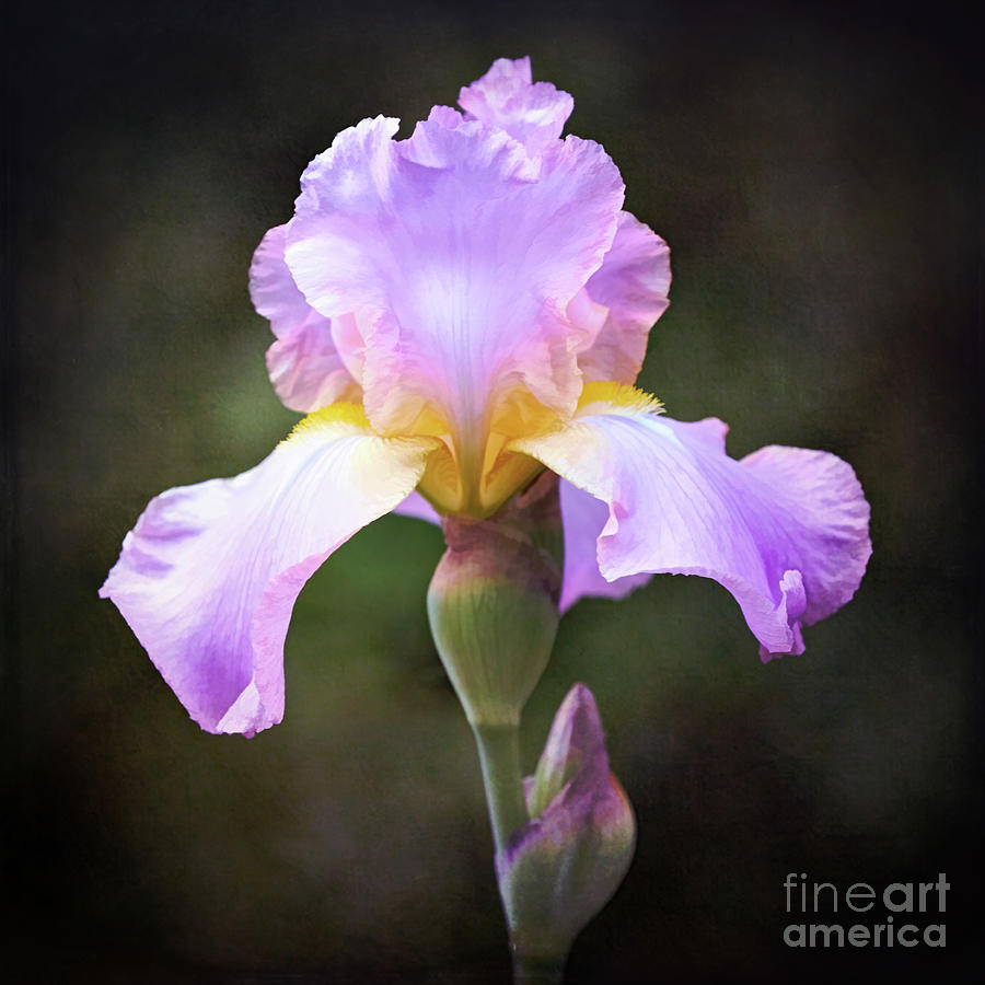 Dramatic Purple Iris Photograph by Anita Pollak
