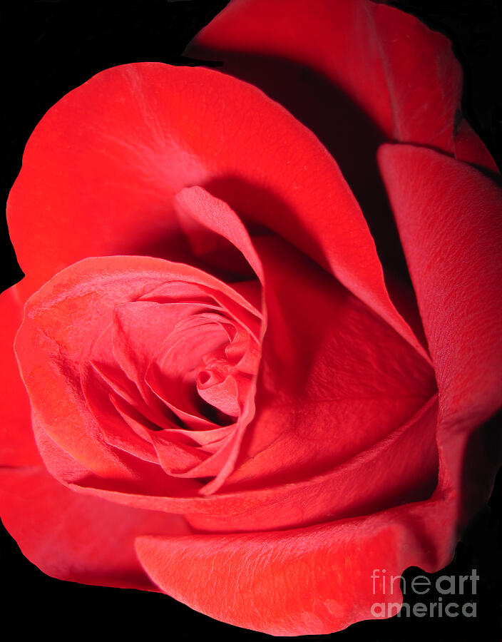 Dramatic Red Rose 2 Photograph by Tara Shalton