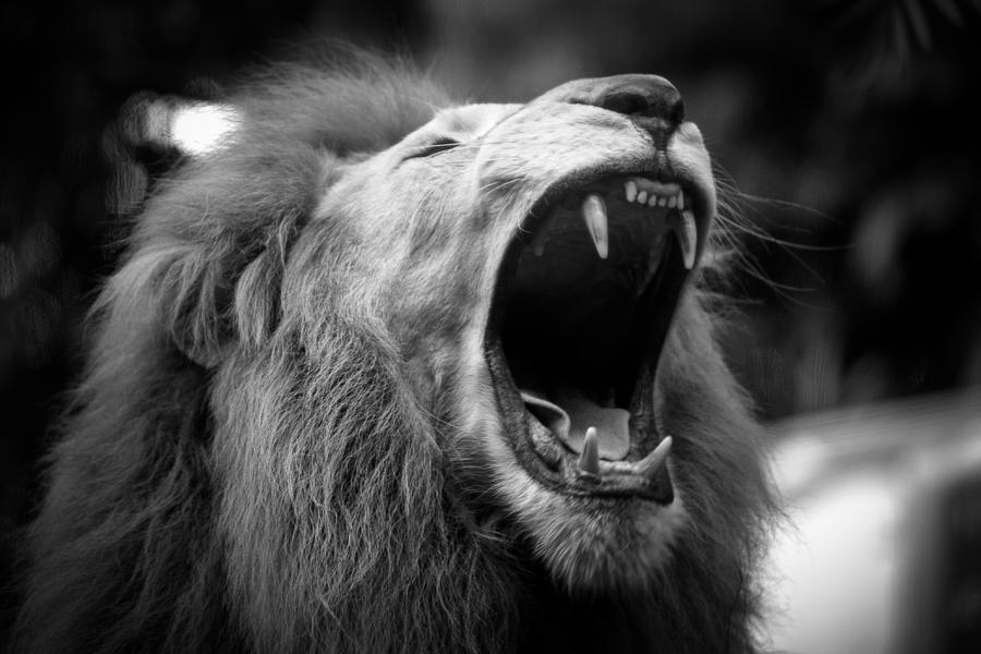 roaring black lion