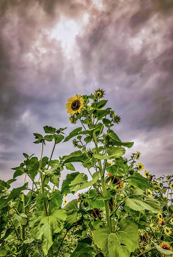 Dramatic Sunflower Photograph by Anamar Pictures