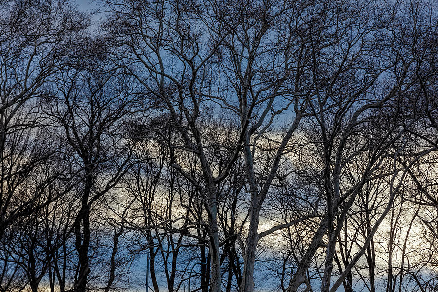 Dramatic Trees Sky and Clouds Photograph by Robert Ullmann