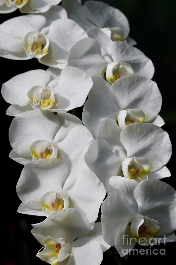 Dramatic White Orchids Photograph by Carol Groenen