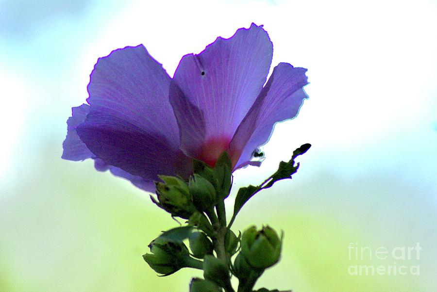 Dramatically Purple  Rose Photograph by Margie Avellino