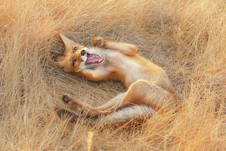 Fox Photograph - Draw Me Like One of Your French Girls - Funny Fox by Roeselien Raimond