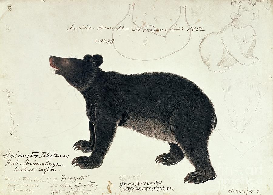 Drawing Of An Asiatic Black Bear, Ursus Tibetanus, From The Central Region Of Himalaya Drawing by Anonymous