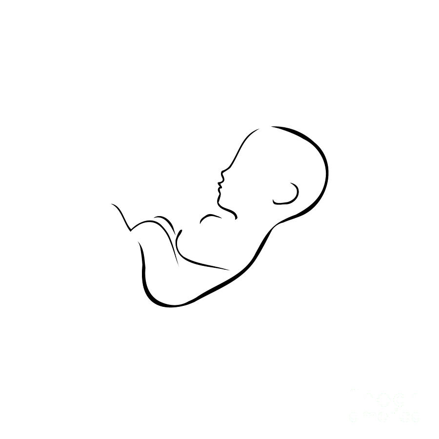 Drawing Of Fetus Inside The Womb Of Mother Digital Art by Shawlin